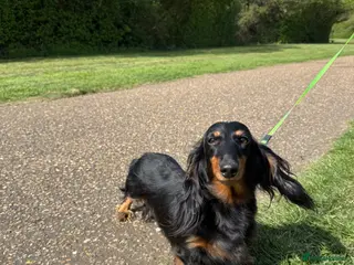 Miniature Dachshund dogs Lovely 6y old spayed girl - Advert 4