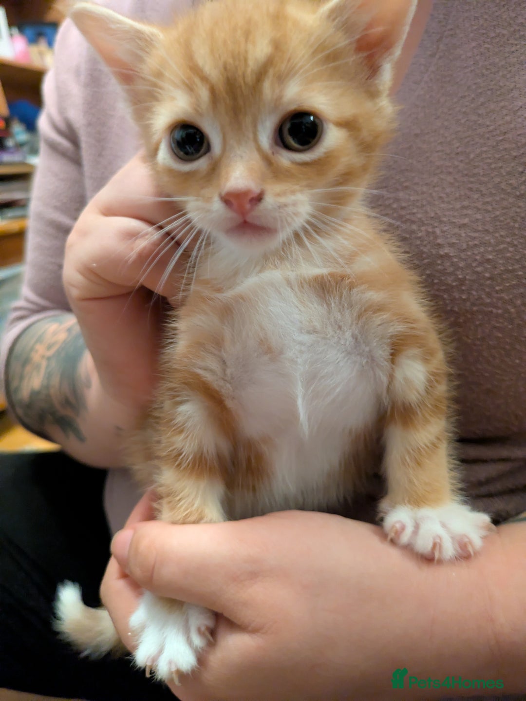 Mixed Breed cats for sale: Mixed breed maine coon  - Image 6