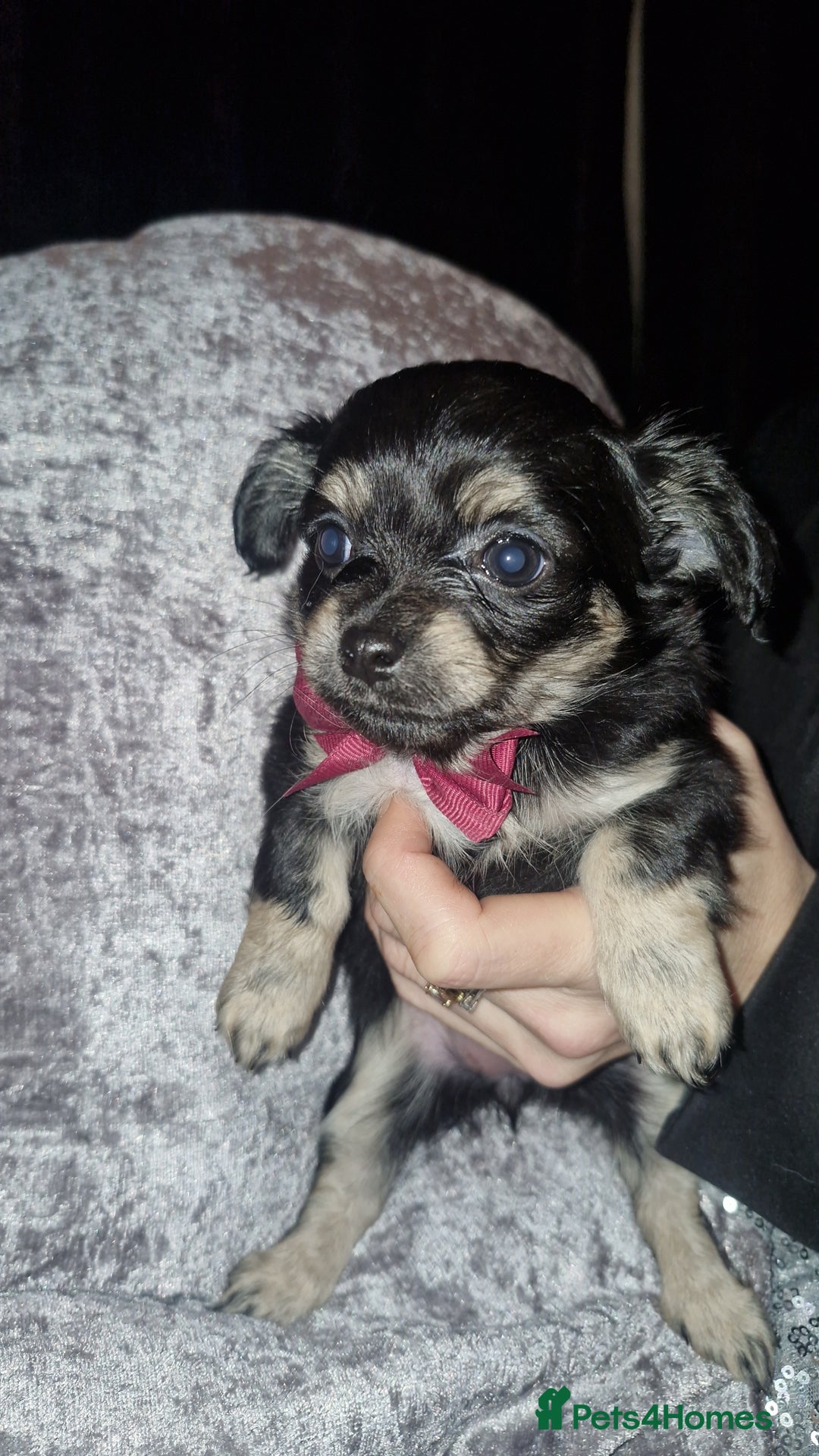 Chihuahua dogs for sale: Beautiful long and short haired chihuahua puppys - Advert 5