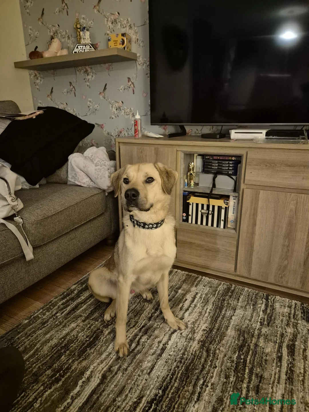 Mixed Breed dogs for adoption: 💙RUFUS💙- Young, Misunderstood, Fading In Kennels - Advert 6