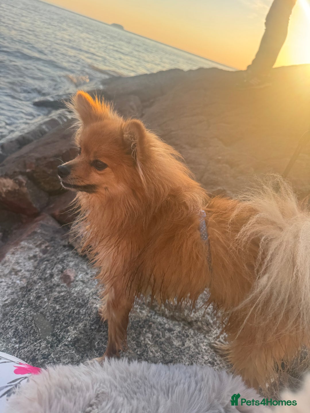 Pomeranian dogs for sale: 7 year old male pomeranian - Image 3