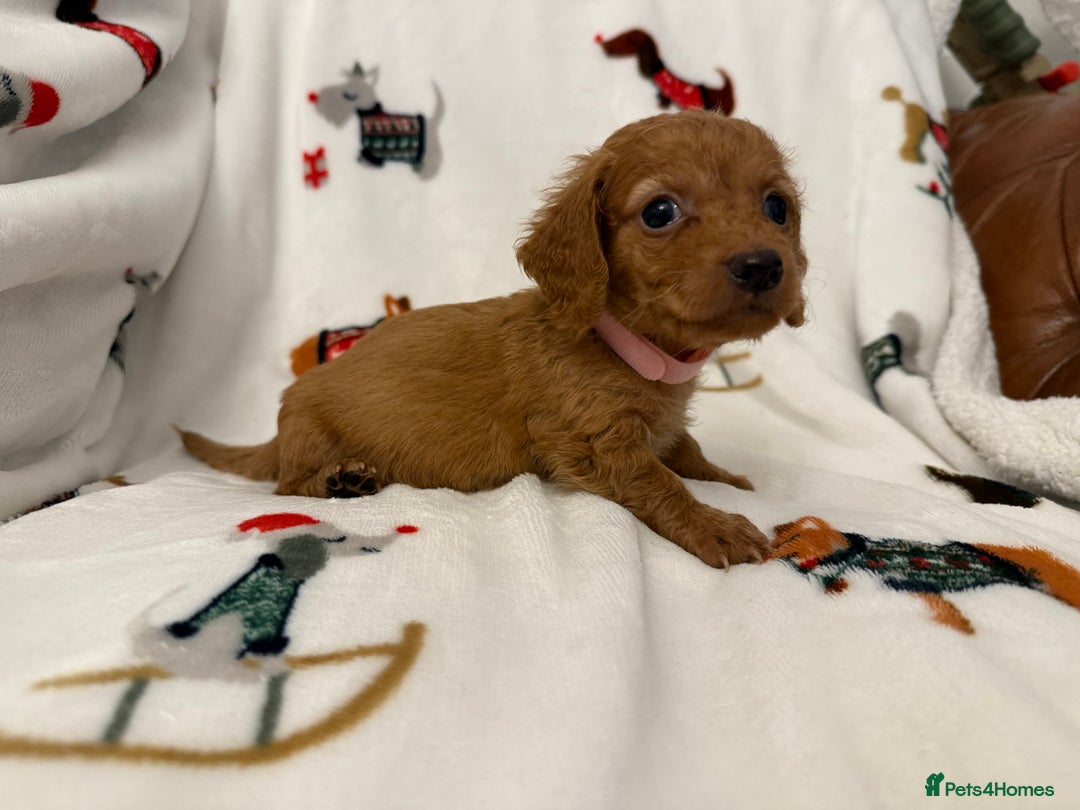 Miniature Dachshund dogs for sale: Beautiful Cream Longcoats Miniature Dachshund  - Advert 27