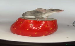 Mouse rodents for sale: Fancy mouse waiting list in Milton Keynes - Image 3
