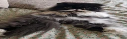 Persian cats for sale: 7 year old Male cat  - Advert 3