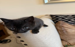 British Shorthair cats for sale: Rare black smoke British short hair kittens - Image 12