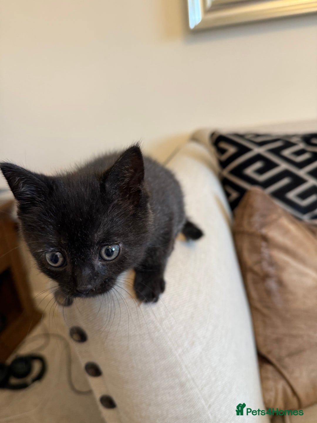British Shorthair cats for sale: Rare black smoke British short hair kittens - Image 12
