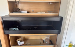 Bearded Dragon reptiles for sale: 🔥SALE🔥LAST 4 Baby Bearded Dragons ### £140 ##  - Image 3