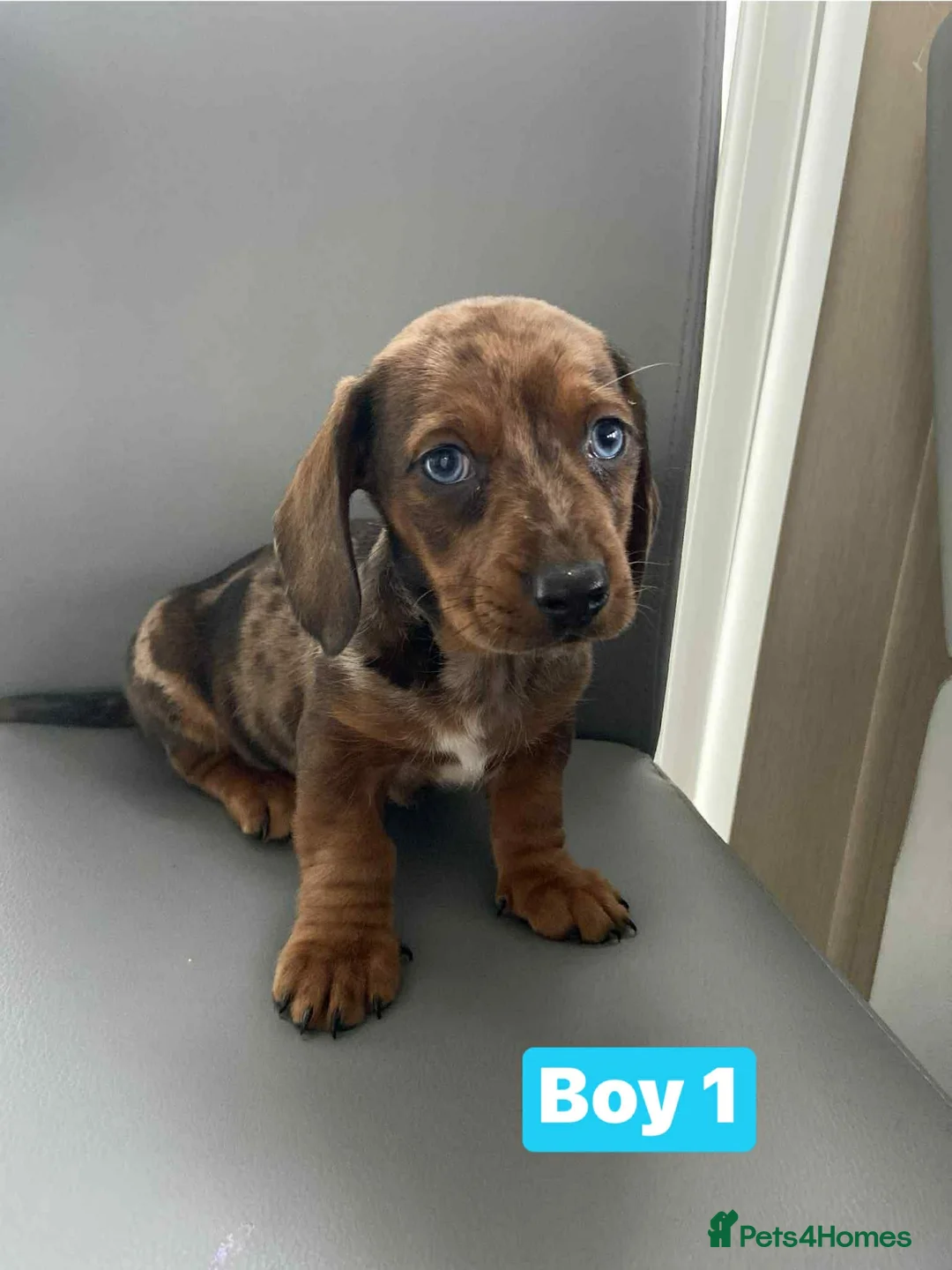 Dachshund dogs for sale: Dachshund  - Advert 2