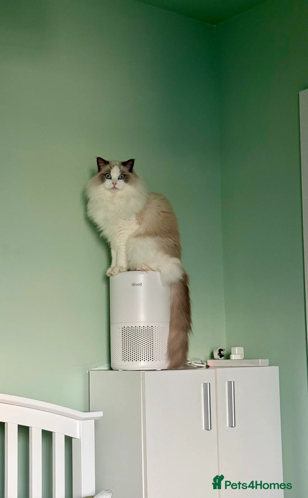 Ragdoll cats for sale: GCCF registered - the Ultimate Cuddler ragdoll - Advert 2