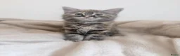 Mixed Breed cats for sale: Adorable kittens for sale  - Advert 7