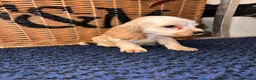 Cocker Spaniel dogs for sale: Stunning Show type cocker spaniel puppies  - Advert 11