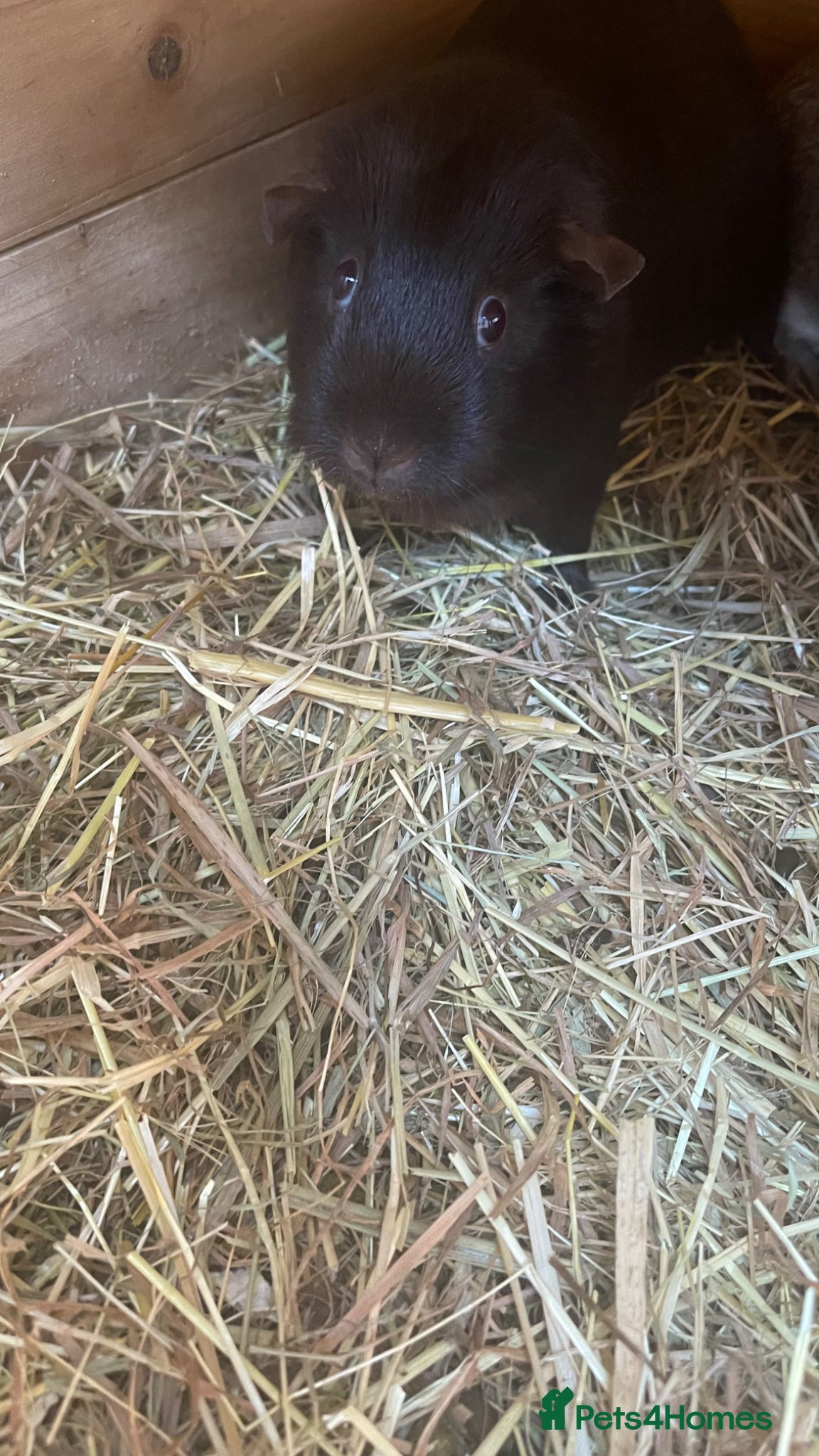 Guinea Pig rodents Vicky and Shishi - Advert 2