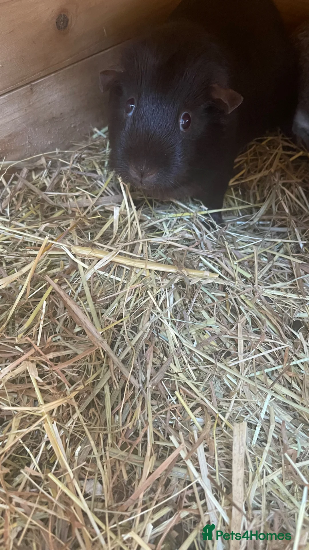 Guinea Pig rodents for sale: Vicky and Shishi - Advert 1