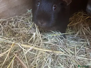 Guinea Pig rodents Vicky and Shishi - Advert 2