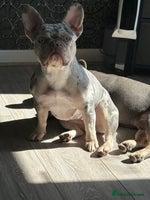 French Bulldog dogs PRICE DROP !! Kc registered frenchie puppies - Advert 3