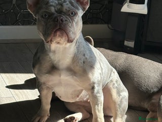 French Bulldog dogs Kc registered microchipped French bulldog puppies - Advert 1