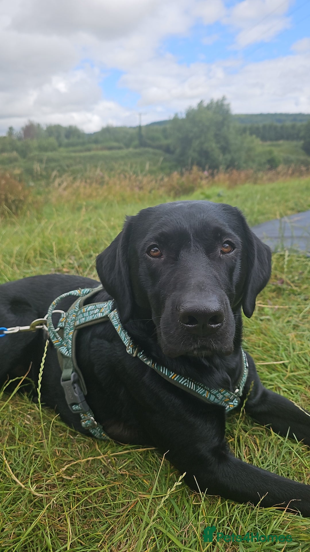 Labrador Retriever dogs for stud: KC Registered working Lab Stud – Proven – Smokie - Advert 1