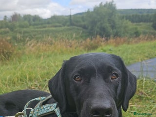 Labrador Retriever dogs KC Registered working Lab Stud – Proven – Smokie - Advert 1