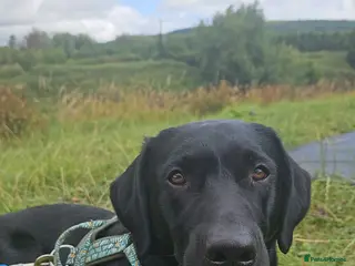 Labrador Retriever dogs KC Registered working Lab Stud – Proven – Smokie - Advert 3