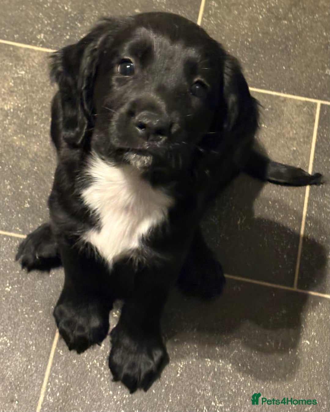 Sprocker dogs for sale: SPRINGER PUPPIES - Advert 6