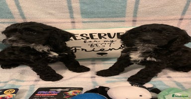 Cockapoo dogs - Advert 7