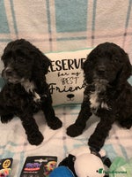 Cockapoo dogs - Advert 2