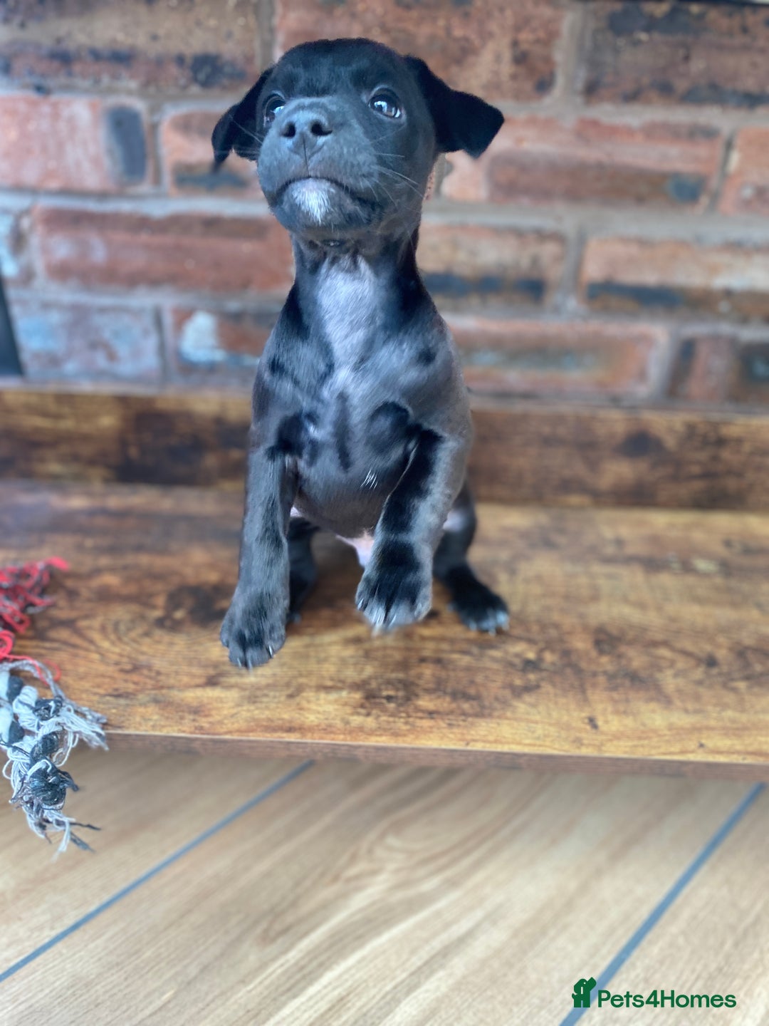 Mixed Breed dogs for sale: Plummer x Patterdale puppies  - Advert 7