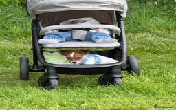 Mixed Breed dogs for sale: Gorgeous chihuahua x Jack russel for sale  - Image 7