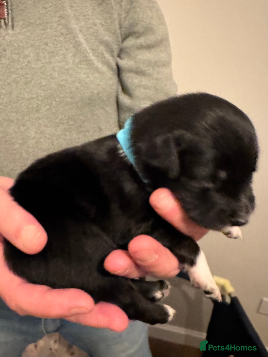 Bordoodle dogs for sale: 🐾 Beautiful Bordoodle Puppies Available 🐾 - Advert 32