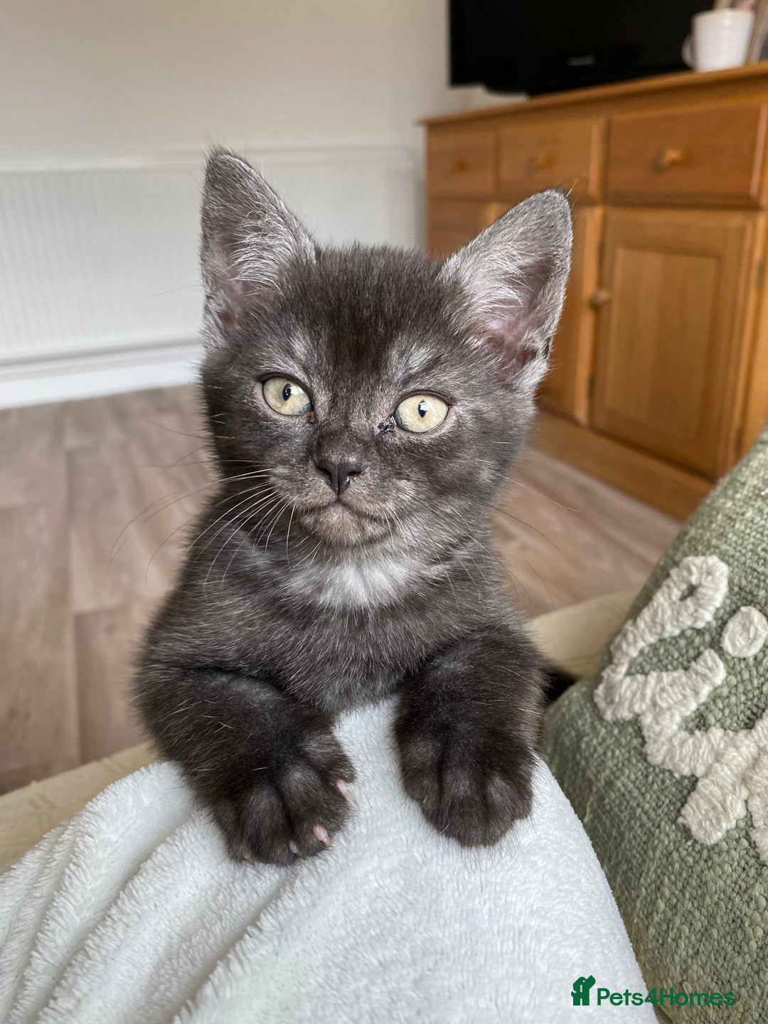 British Shorthair cats for sale: Uniquely- coloured Black & Grey Kitten - Image 9