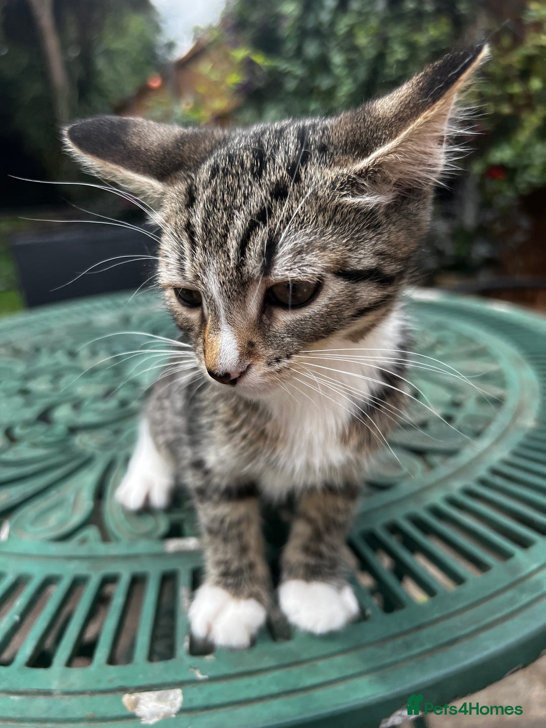 Turkish Angora cats for sale: ⭐️ Beautiful Turkish Angora X Bengal kittens ⭐️ - Image 26
