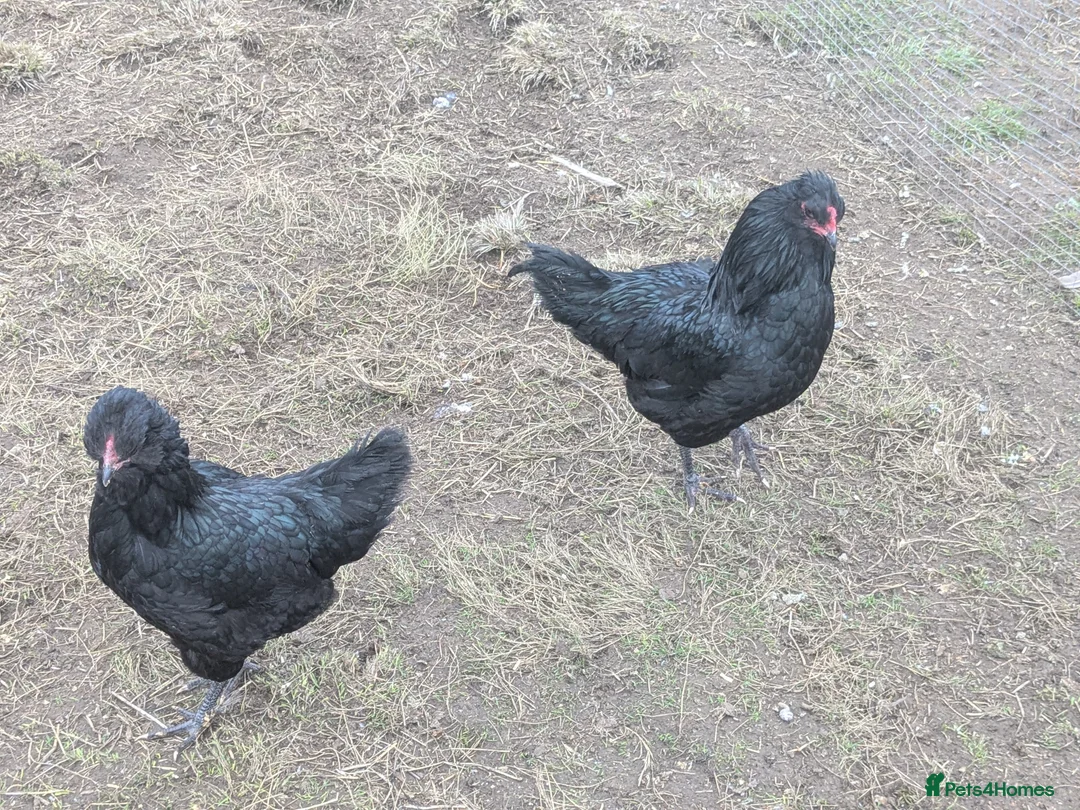 Geese poultry for sale: Call ducks, Light Sussex, Faverolle, Aracaunas,Wel - Advert 9