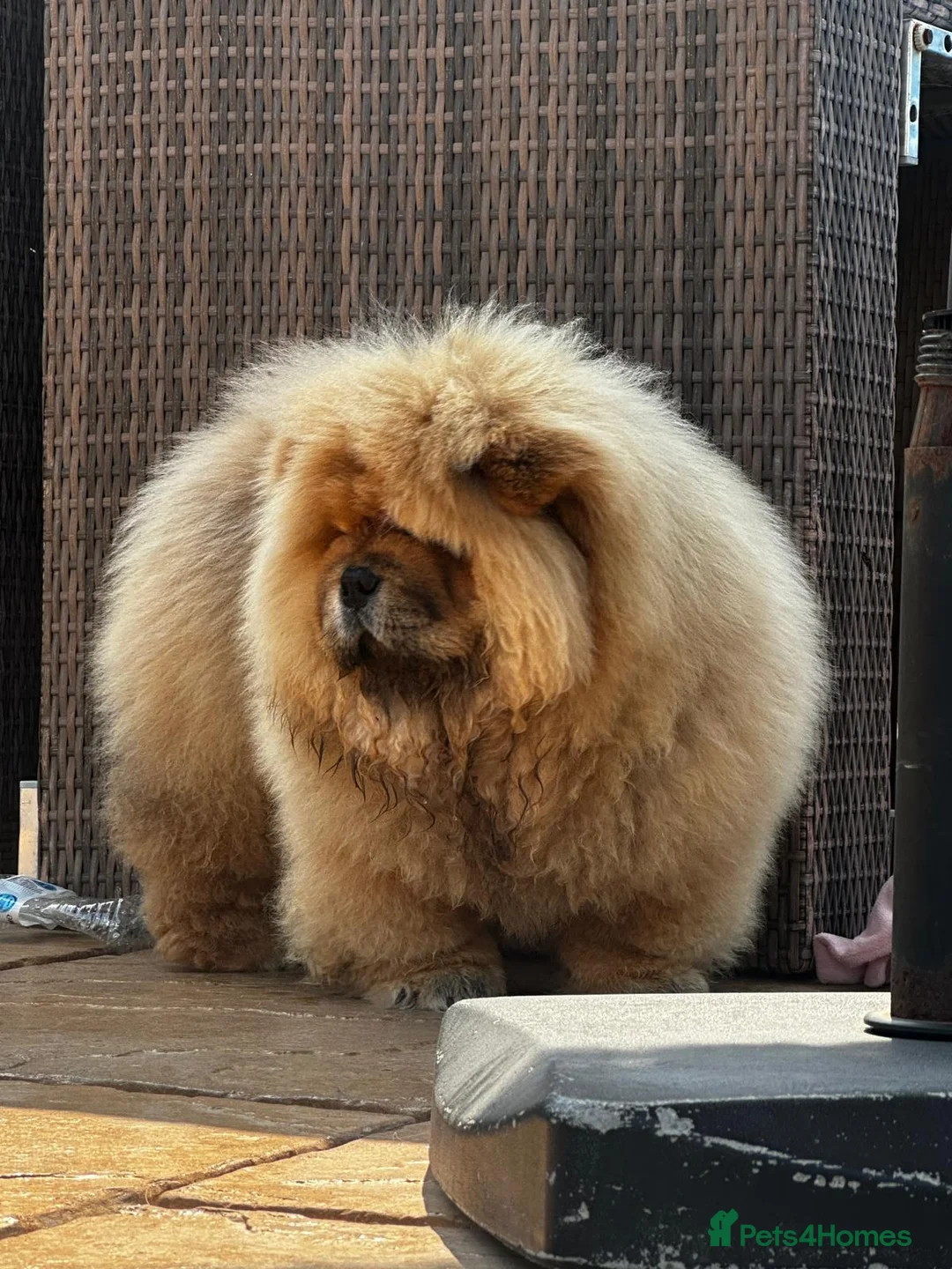 Chow Chow dogs for sale: MALE CHOW CHOW REAVAILABLE  - Advert 1