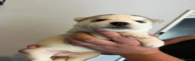 Siberian Husky 8