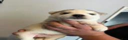 Siberian Husky dogs for sale: Siberian Husky  - Advert 3