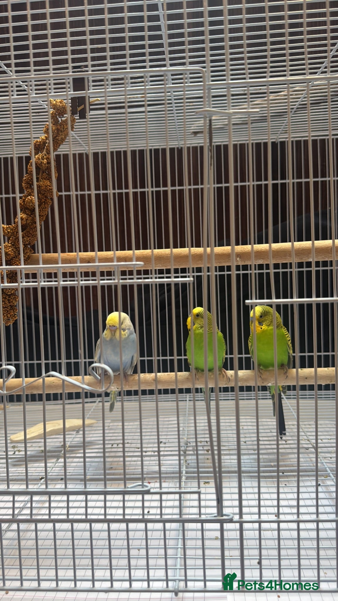 Budgerigars birds Budgies Pair  - Advert 11