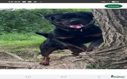 Rottweiler dogs for sale: KC & Fully Health Tested Rottweiler Puppies - Image 21