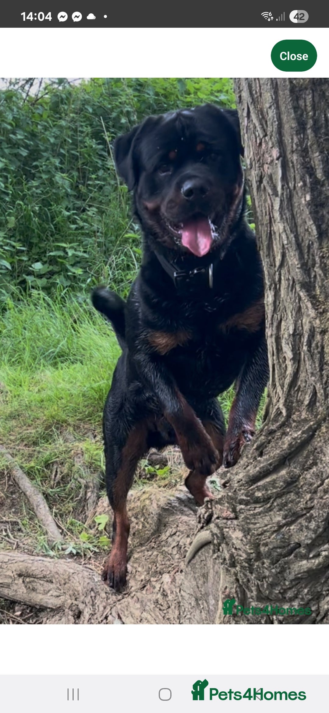 Rottweiler dogs for sale: KC & Fully Health Tested Rottweiler Puppies - Image 21