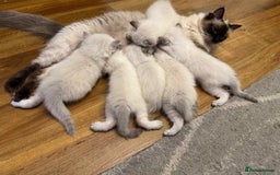 Ragdoll cats for sale: Talented super blueish eyes Rag dolls - Advert 8