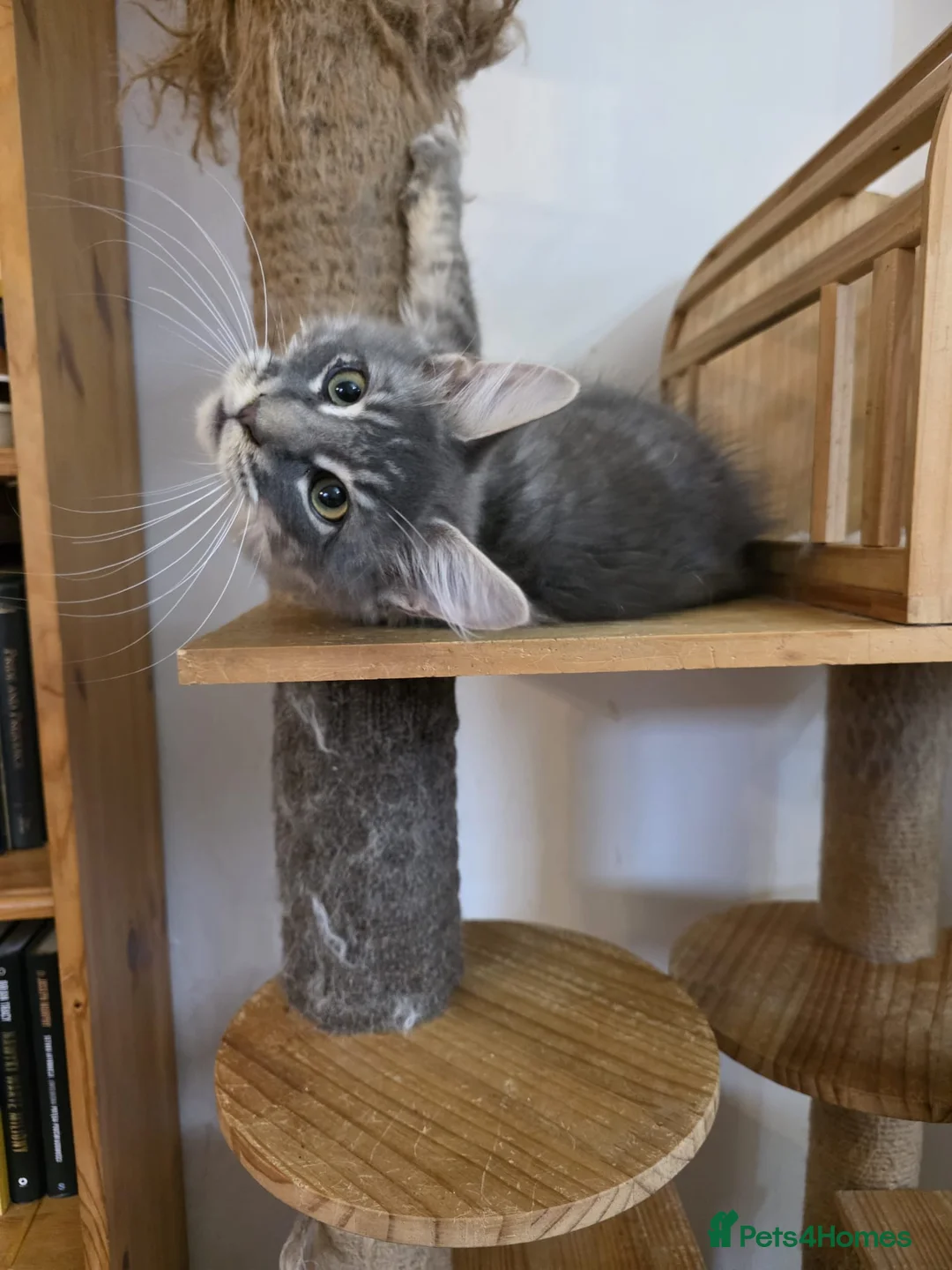 Maine Coon cats for sale: One beautiful silver Maine Coon kitten boy - Advert 4