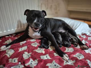 Mixed Breed dogs Staffie cross Frenchie pups - Advert 2