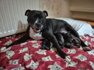 Mixed Breed dogs Staffie cross Frenchie pups - Advert 11