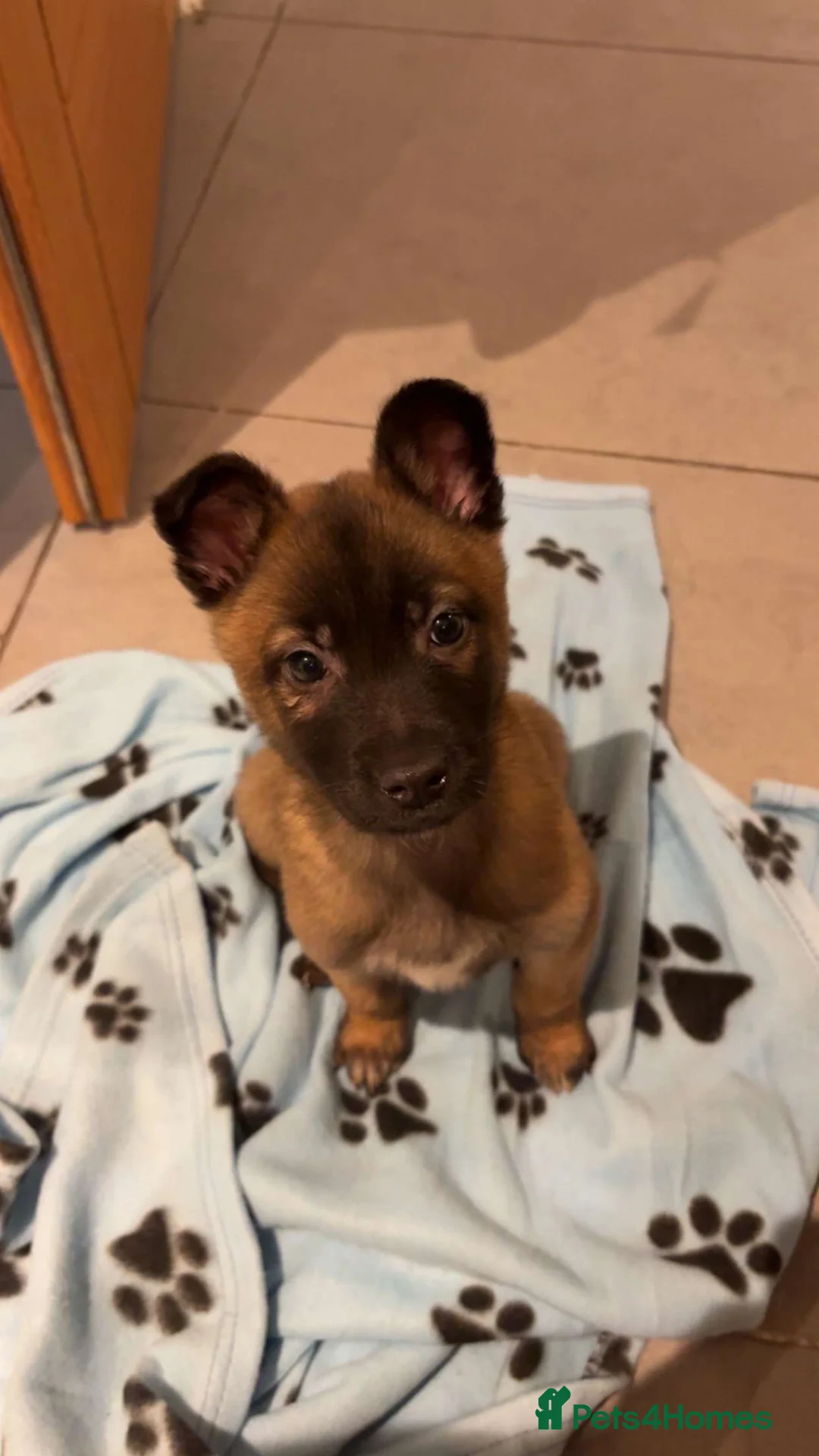 Belgian Shepherd Dog dogs for sale: 8-Week Malinois Puppy for Sale - Urgent Rehome - Advert 1