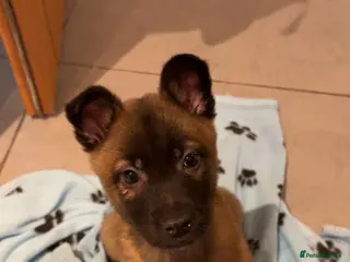 Belgian Shepherd Dog dogs 8-Week Malinois Puppy for Sale - Urgent Rehome - Advert 9