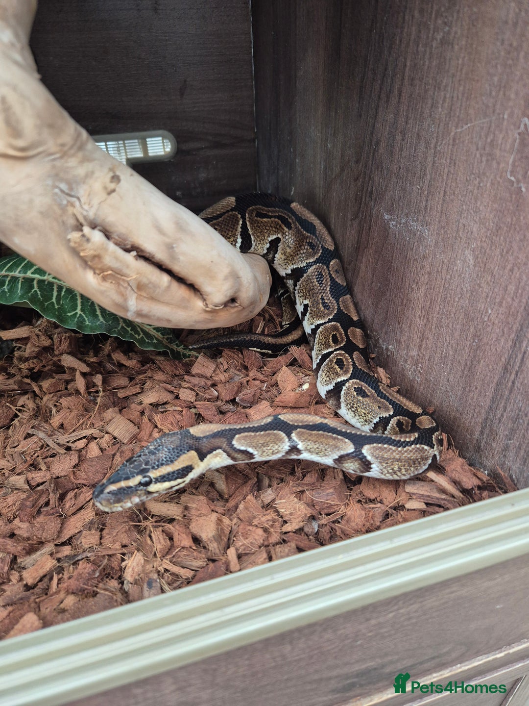 Boa Snake reptiles for sale: Boa, corn, royal snakes - Advert 10