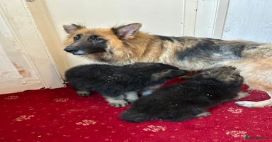 German Shepherd dogs - Advert 2