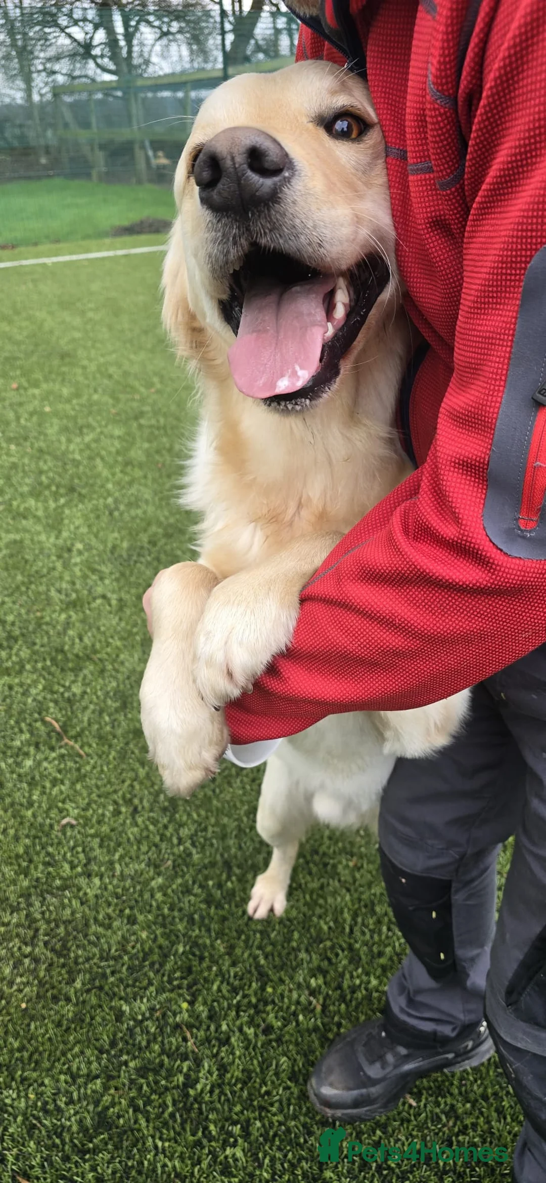 Golden Retriever dogs for sale: Meet 2 Yr old Arlo KC Registered Golden Retriever - Advert 12