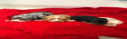 Cavapoo dogs for sale: F1 Beautiful cavapoo puppies Health tested parents - Advert 3
