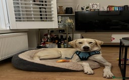 Labrador Retriever dogs for sale: Labrador Looking for His Forever Home - Image 9