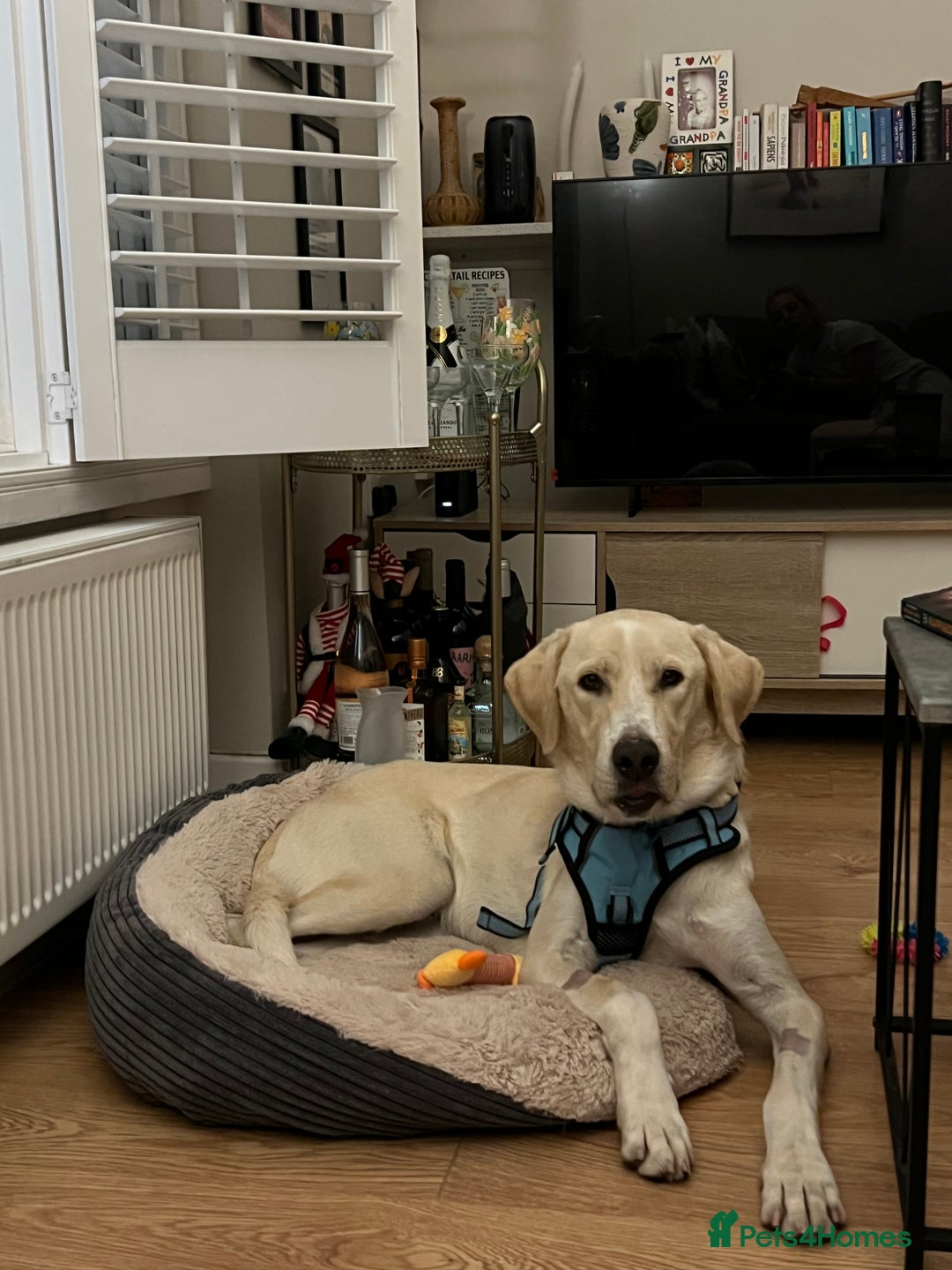 Labrador Retriever dogs for sale: Labrador Looking for His Forever Home - Image 9